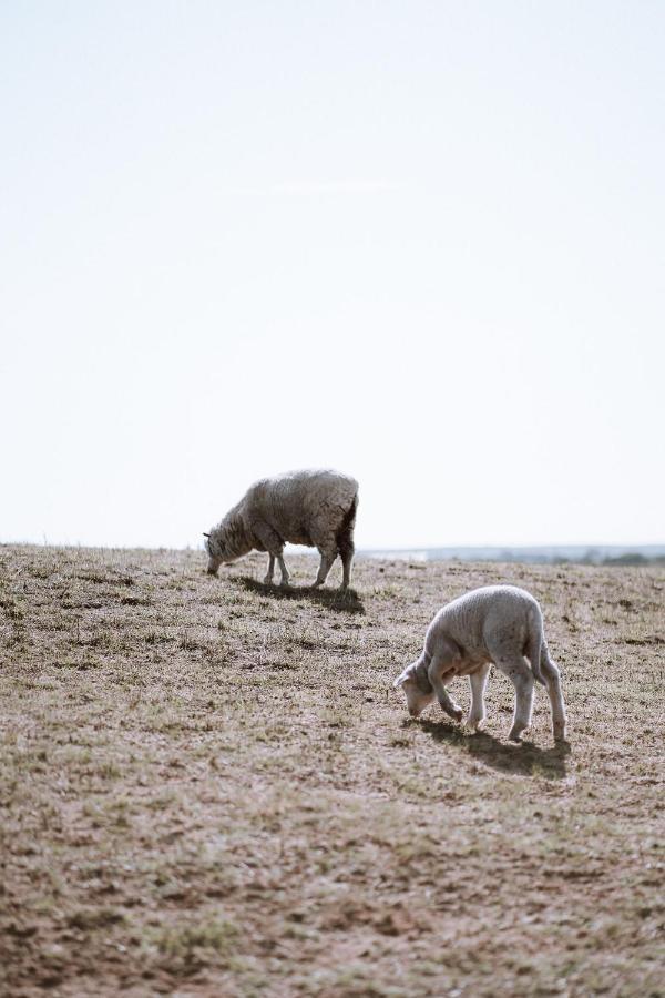 Coorong Island Retreat - Farm At Pet Friendly *