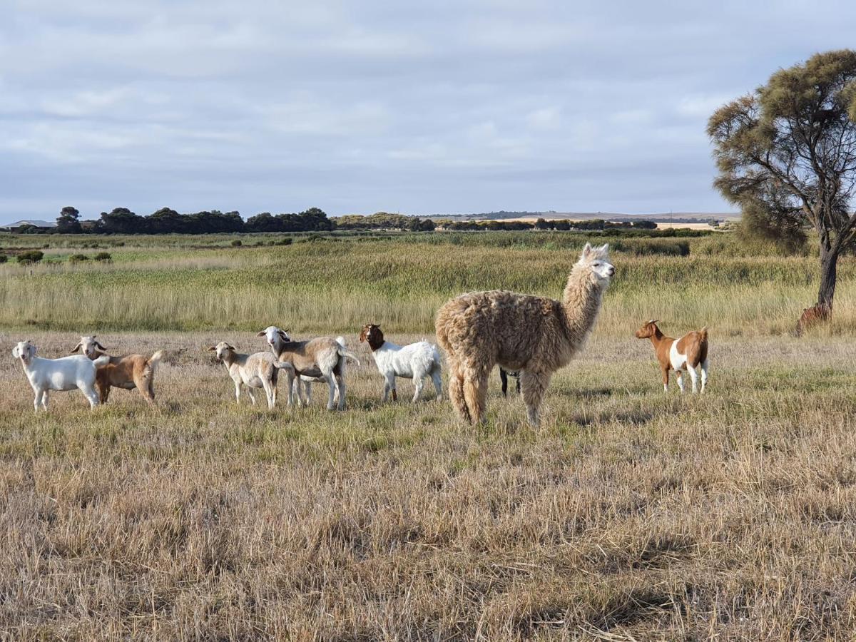Coorong Island Retreat - Farm At Pet Friendly Meningie
