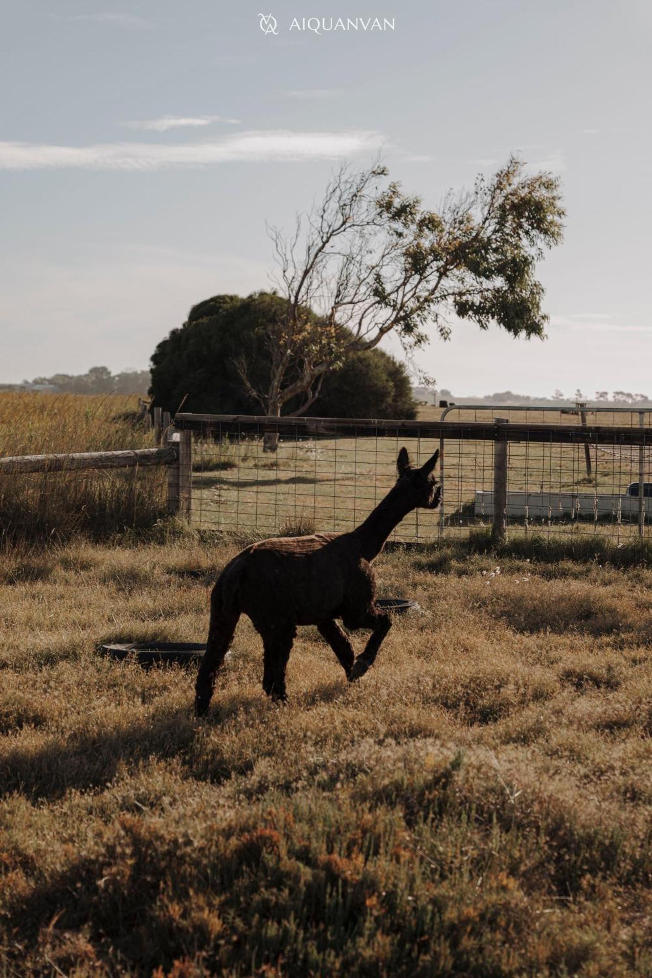 Coorong Island Retreat - Farm At Pet Friendly Holiday home